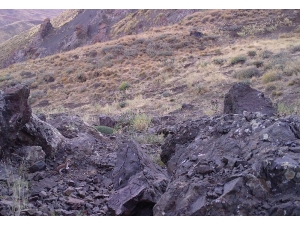 Av Yasağının Ardından Yaban Hayvanları Görülmeye Başlandı