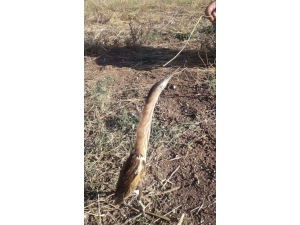 Yolunu Kaybeden Balıkçık Kuşuna Vatandaşlar Sahip Çıktı