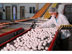 "Stokla Gündeme Gelen Yumurtada Zam Öngörülmüyor"