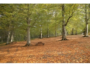 Karadeniz’de Sonbahar Bir Başka Güzel