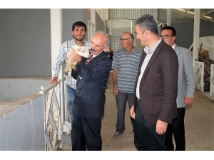 Küçükbaş Hayvancılık İşletmesinde İnceleme