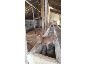 Köpeklerden Kaçan Yaban Keçisi Ahıra Saklandı