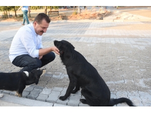 Sokak Hayvanları İçin 19 Bin 520 Kilo Mama