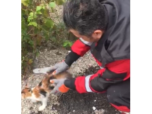 Ağaçta Mahsur Kalan Kedi İçin Seferber Oldular