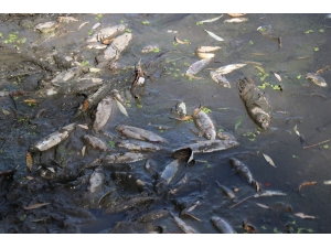 Bolu’da Yüzlerce Balık Telef Oldu