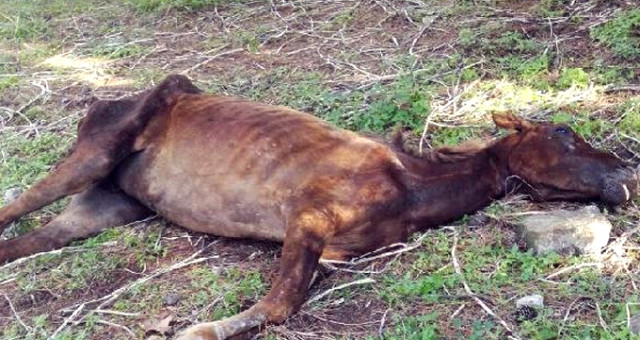 Zulüm Devam Ediyor! Büyükada'da Ölüme Terk Edilen Atı Ekipler Kurtardı