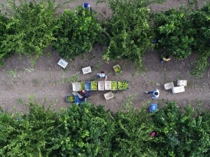 Adana’da Portakal Üretimi Arttı