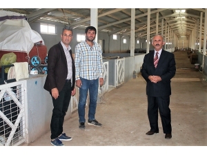 Yöneticiyken Köyüne Dönüp Hayvancılığa Başladı