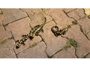 Tunceli’de "Anadolu Benekli Semenderi" Görüntülendi