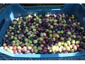 Zeytinyağında 25 Bin Ton Rekolte Bekleniyor