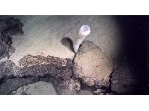 ‘Süper Virüs’ Mrsa’nın Antibiyotiği Olacak Bakteri Bulundu