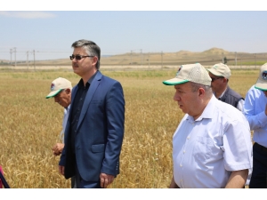 Eskişehir’de En Yeni Bitki Çeşitleri Çiftçilere Tanıtıldı