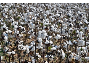 Özkan: "Pamuk Üreticisi Tüccarın İnsafına Mahkum Edildi"