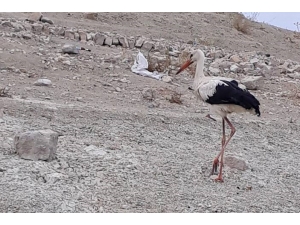 Tedavi Edilen Leylek Ve Atmaca Doğal Ortamına Bırakıldı