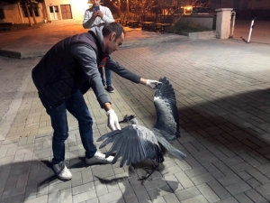 Bitkin Vaziyette Bulunan Gri Balıkçıl Kuşu Tedavi Edildi