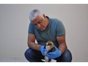 Tunceli’de Tedavisi Yapılan Kartal, Doğaya Bırakıldı