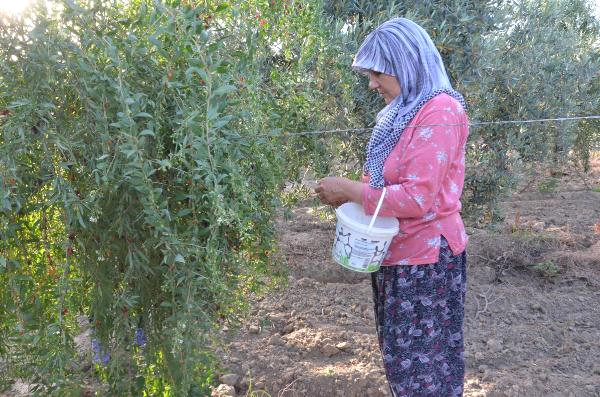 7 Yıl Önce Aydın'da Goji Berry Meyvesini Yetiştirmeye Başlayan Çift, Siparişlere Yetişemiyor
