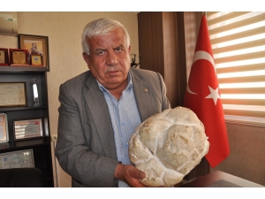 2,5 Kiloluk Dev Çaşır Mantarı, Görenleri Şaşırttı