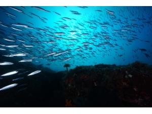 Su Altının Şampiyon Görüntüleri Belirleniyor