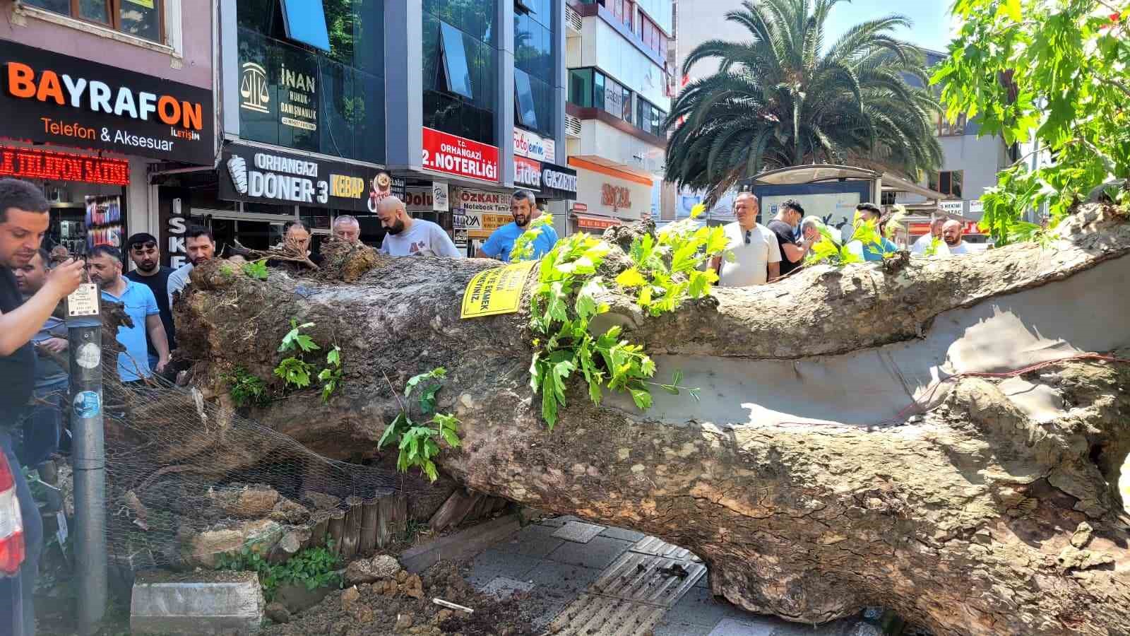 bursa-da-faciadan-donuldu-asirlik-cinar-yola-devrildi