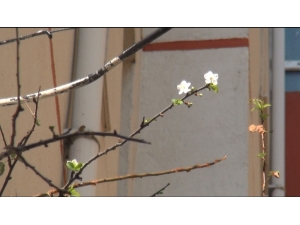 Kastamonu’da Sıcağa Aldanan Meyve Ağaçları Çiçek Açtı