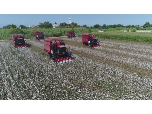 Pamuğun Kilo Fiyatı 3.80 Tl Olarak Açıklandı