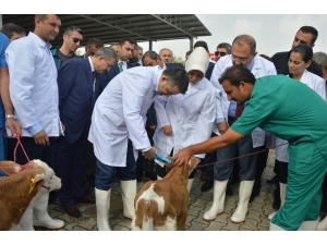 Bakan Pakdemirli’den Müjde: "Yerli Karkas Et Fiyatları 29 Tl’den Alınacak"