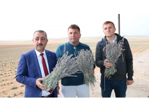 Lavanta Üreticinin Yüzünü Güldürdü