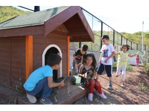 Minikler, Bakıma Alınan Sokak Hayvanlarını Sevdi