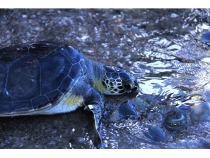 Tedavisi Tamamlanan Deniz Kaplumbağaları Denize Salındı