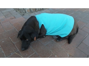 Burhaniye’de Sokak Köpeği Vatandaşların Maskotu Oldu