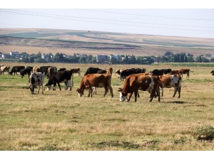 Diyarbakır’da Köyden Kente Göçün Önüne Geçecek Proje