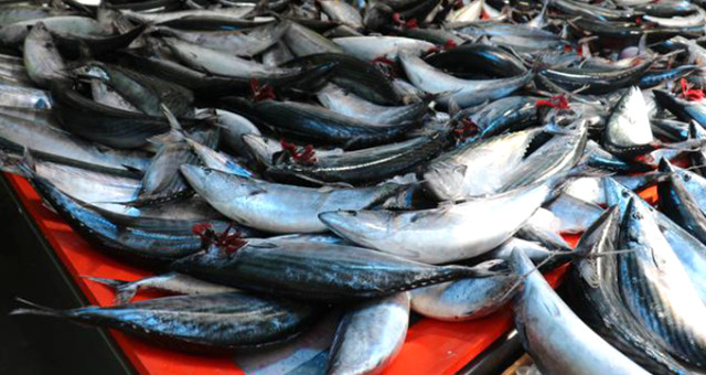 Balıkçılar, Bolluğu Yaşanan Palamudun Fiyatının Düşmemesini Stokçulara Bağladı