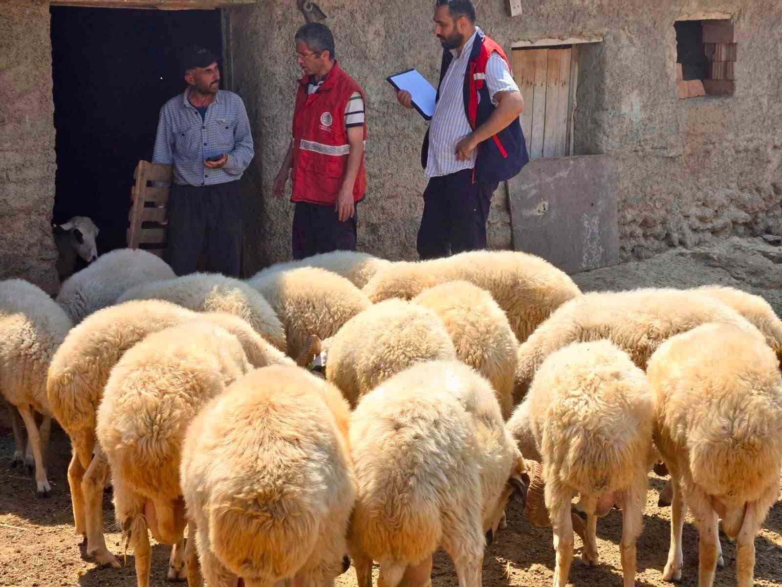 halk-elinde-kucukbas-islah-projelerinde-koyun-tespit-calismalari-devam-ediyor