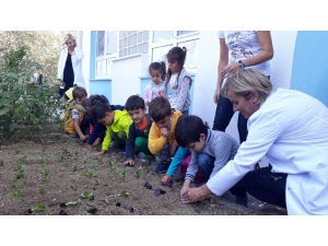 Çeşme’de, Minik Eller Sebze Fidanı Dikti