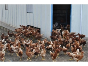 Ordu’da Organik Yumurta Üretimi Artacak