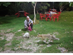 Bu Tilkiler Her Gün Lokantada