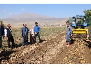 Yerli Patatesler Hasat Edildi