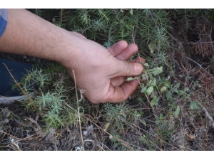 ’Kara Pehlivan’ Yarım Asırdır Karın Ağrısının Tedavisinde Kullanılıyor