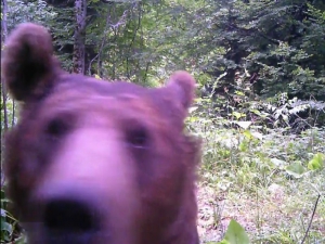 Küre Dağlarında Yaşayan Ayılar Foto Kapan İle Böyle Görüntülendi