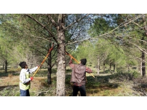 50 Hektarlık Alanda Budama Çalışmaları