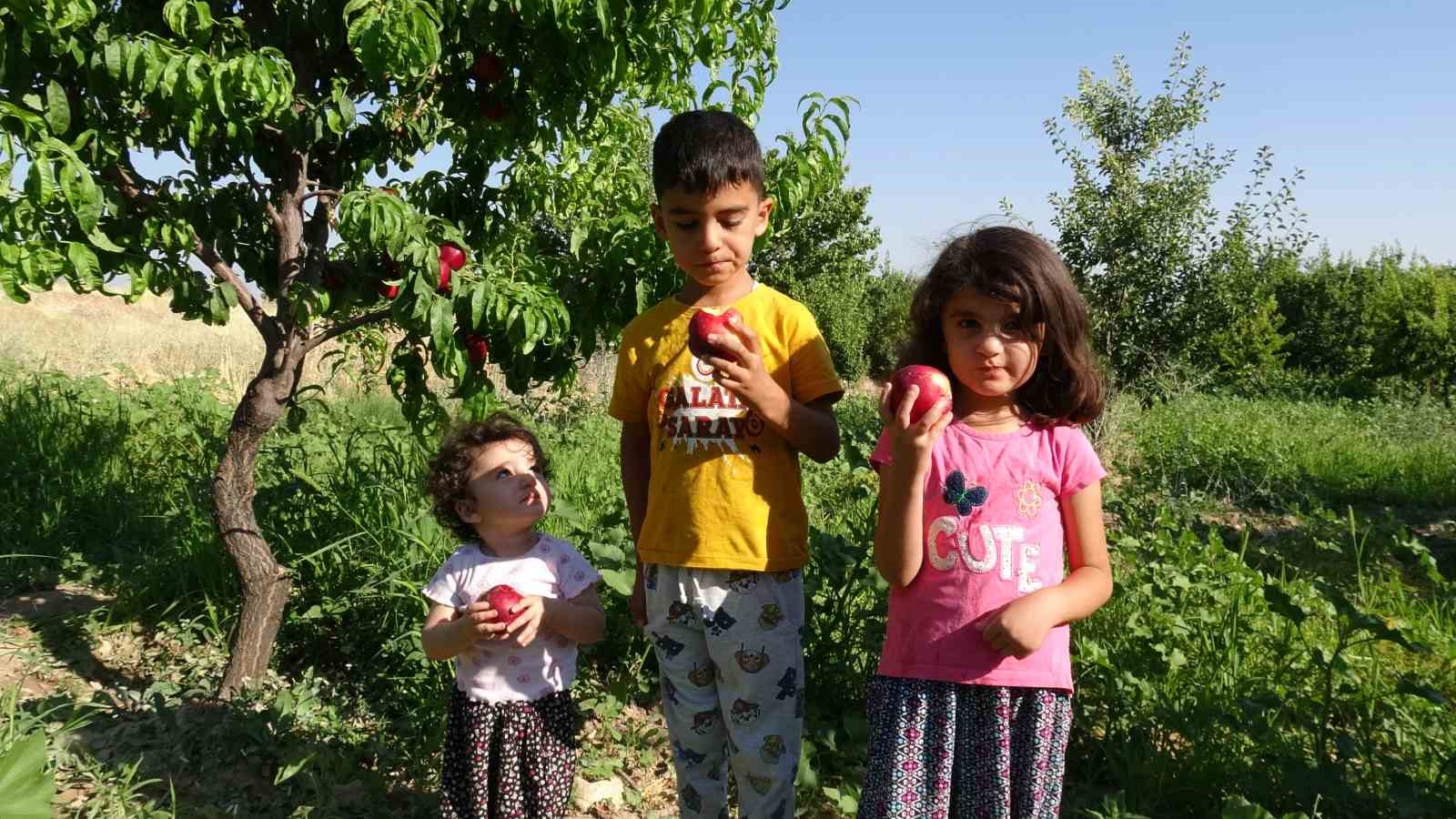 malatya-da-kayisiya-yeni-rakip-santa-maria-armudu-ve-nektarin