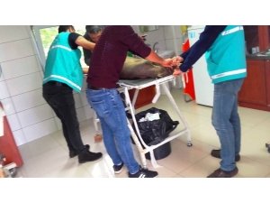 Yaralı Karaca Tedavisinin Ardından Doğaya Bırakıldı