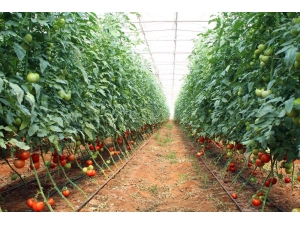 Antalya’da Güzlük Domates Hasadı Başladı