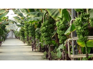 Manisa’da Termal Muz Serası