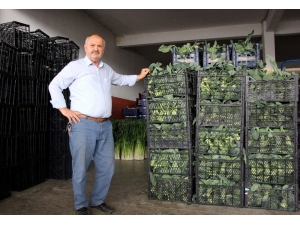 Samsunlu Komisyoncular: "Arz Talep Doğrultusunda Fiyatlar Belirlenir"