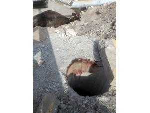 Kuyuya Düşen Hamile Eşeği Vatandaşlar Kurtardı