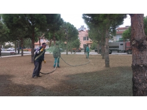 Burhaniye’ De Parklara Son Sistem Çimlendirme Yapılıyor