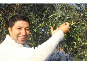 Erken Hasat Zeytinyağı Şifa Kaynağı