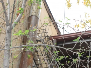 Çankırı’da Mevsimi Şaşıran Erik Ağacı Çiçek Açtı